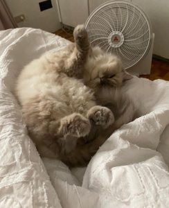 Bela Padilla Instagram - My sweet Sputnik ❤️ Sputnik was a gift to me. He was three months old when we first met. I was 19. And we walked through life together for the last 14 years, in the best way we both knew how ❤️ he was the kindest, most patient, most affectionate little cat. He was a baby, a teen, a full grown cat and eventually an old and wise companion that watched over me through the best and worst times of my life. I always used to say, “Sputnik just knows.” I was under no impression that Sputnik would live forever. But I also wished he was going to be here one day when I grew into who I was meant to become in life. But he saw me try my best, always, and I think he was proud. I saw him one last time yesterday. His bones were on my fingertips and he tried to fight as hard as he could. A few minutes before they were gonna close the clinic he tried to get up one last time and leave with me. I’ve never felt more helpless and ashamed of not being able to make his last day free of pain. Everytime I flew back here I tried to figure out how he could be with me in London. I wanted him to be home with me, wherever home was. I know I’m gonna carry this loss with me everywhere I go and I know I’m never going to get over missing Sputnik. But I will figure out how to do that one day at a time, with Sputnik in mind. ❤️Thank you for waiting for me, Sputnik. Yesterday to say goodbye. And everyday for the last 14 years. To grow up, to learn, to be happy and to come home and give you cuddles everyday. ❤️ run free, my sweet creature 💔