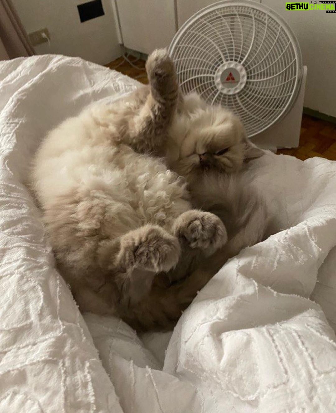 Bela Padilla Instagram - My sweet Sputnik ❤️ Sputnik was a gift to me. He was three months old when we first met. I was 19. And we walked through life together for the last 14 years, in the best way we both knew how ❤️ he was the kindest, most patient, most affectionate little cat. He was a baby, a teen, a full grown cat and eventually an old and wise companion that watched over me through the best and worst times of my life. I always used to say, “Sputnik just knows.” I was under no impression that Sputnik would live forever. But I also wished he was going to be here one day when I grew into who I was meant to become in life. But he saw me try my best, always, and I think he was proud. I saw him one last time yesterday. His bones were on my fingertips and he tried to fight as hard as he could. A few minutes before they were gonna close the clinic he tried to get up one last time and leave with me. I’ve never felt more helpless and ashamed of not being able to make his last day free of pain. Everytime I flew back here I tried to figure out how he could be with me in London. I wanted him to be home with me, wherever home was. I know I’m gonna carry this loss with me everywhere I go and I know I’m never going to get over missing Sputnik. But I will figure out how to do that one day at a time, with Sputnik in mind. ❤️Thank you for waiting for me, Sputnik. Yesterday to say goodbye. And everyday for the last 14 years. To grow up, to learn, to be happy and to come home and give you cuddles everyday. ❤️ run free, my sweet creature 💔