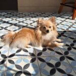 Bella Campos Instagram - Hoje fui trabalhar cm a minha mamãe 🐾🐶🤍