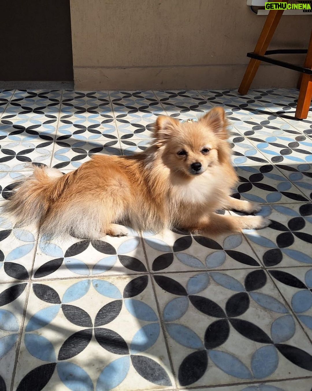 Bella Campos Instagram - Hoje fui trabalhar cm a minha mamãe 🐾🐶🤍