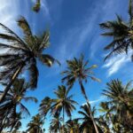 Bella Campos Instagram - eu sou verão da cabeça aos pés e o Ceará sempre me recebendo tão bem!!! 🤎🌴🥥🤍🦐 Preá, Ceara, Brazil