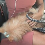 Bella Campos Instagram - Hoje fui trabalhar cm a minha mamãe 🐾🐶🤍