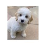 Ben Platt Instagram - mr georgie 😍