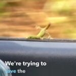 Bethany Hamilton Instagram - We got 15% off of our car insurance 😆🦎