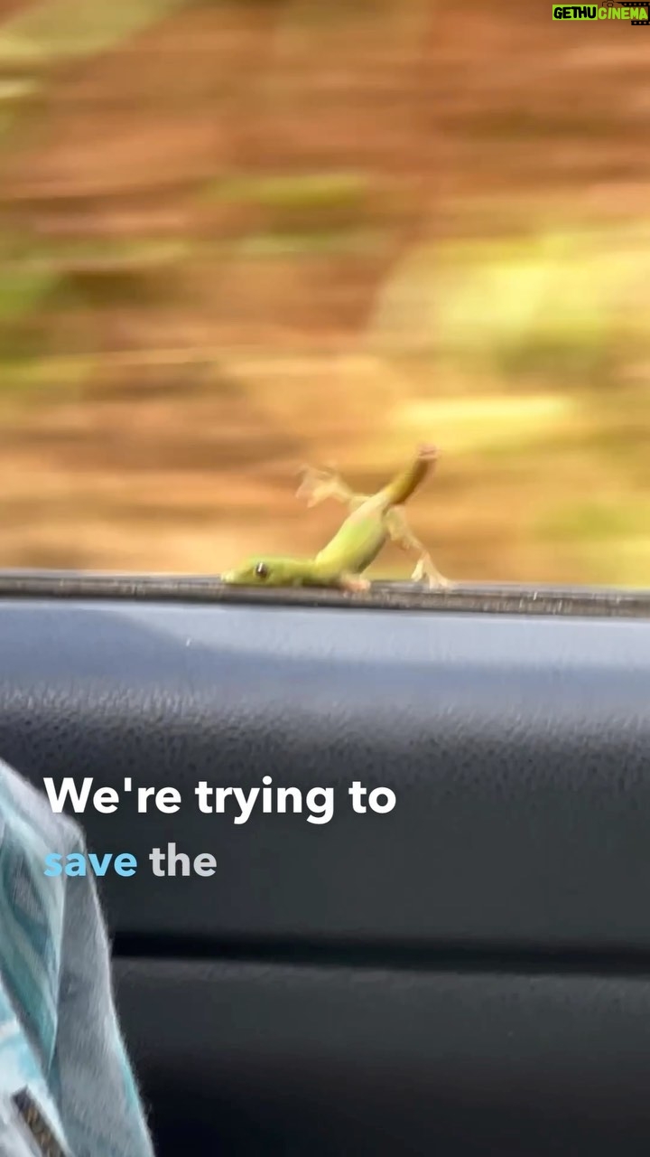 Bethany Hamilton Instagram - We got 15% off of our car insurance 😆🦎