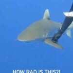 Bethany Hamilton Instagram - How rad?! Cool work @joshthesharkguy 🦈😍🙌🏽