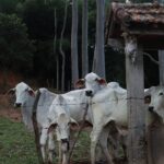 Bia Jordão Instagram – salmos dezenove.