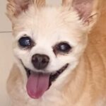Bianca Del Rio Instagram - Rest well, my sweet Samson 💔 I cannot express how lucky I was to have this angel come into my life 18.5 years ago. ❤️ Sammy was the perfect combination of love and joy.🐶 Thank you, Sammy for giving my life purpose and meaning.❤️ From NYC to LA to PALM SPRINGS you were always the most loyal and loving little gentleman.❤️ I will miss your sweet smile and endless kisses. ❤️ As you cross the rainbow bridge, keep an eye out for Dede❤️‍🩹 I will love you forever ❤️‍🩹 Fly high, my little man…. Fly high ❤️❤️❤️❤️❤️❤️❤️