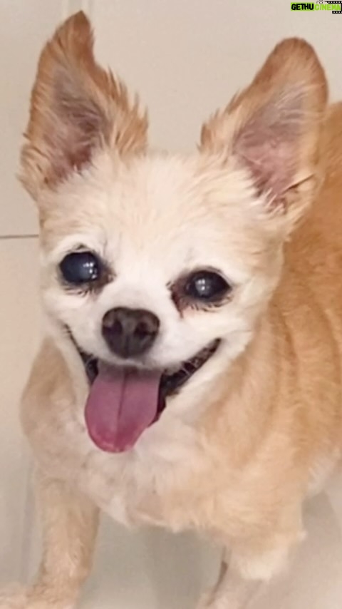 Bianca Del Rio Instagram - Rest well, my sweet Samson 💔 I cannot express how lucky I was to have this angel come into my life 18.5 years ago. ❤️ Sammy was the perfect combination of love and joy.🐶 Thank you, Sammy for giving my life purpose and meaning.❤️ From NYC to LA to PALM SPRINGS you were always the most loyal and loving little gentleman.❤️ I will miss your sweet smile and endless kisses. ❤️ As you cross the rainbow bridge, keep an eye out for Dede❤️‍🩹 I will love you forever ❤️‍🩹 Fly high, my little man…. Fly high ❤️❤️❤️❤️❤️❤️❤️