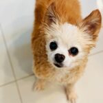 Bianca Del Rio Instagram - MY SAMMY ❤️