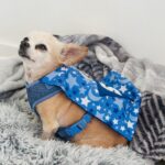 Bianca Del Rio Instagram - SUPER SAMMY 💙 I decided Sammy needed a cape. So, I made him one 💙 Palm Springs, California