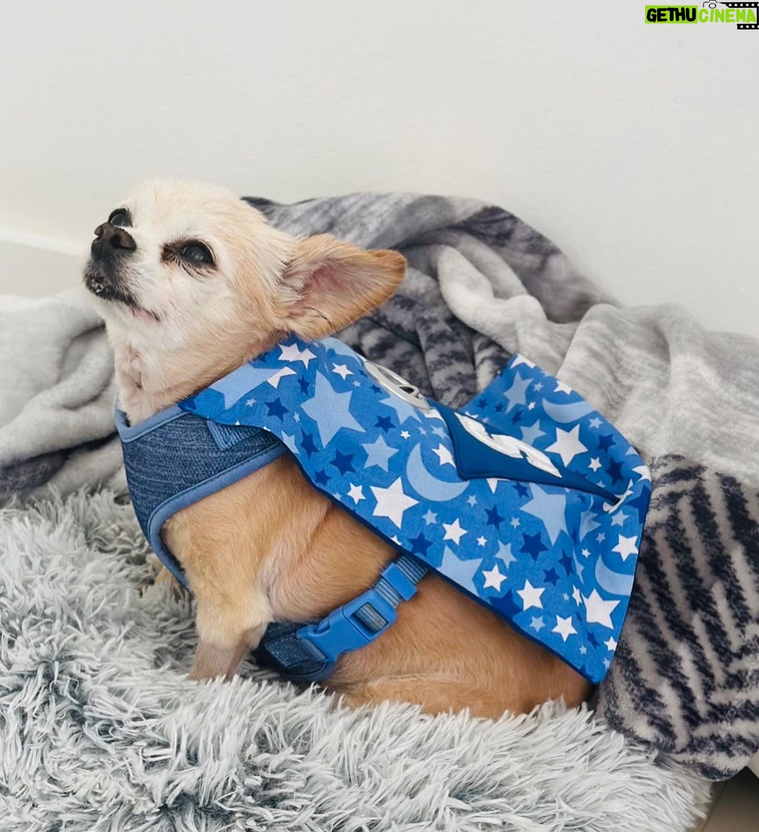 Bianca Del Rio Instagram - SUPER SAMMY 💙 I decided Sammy needed a cape. So, I made him one 💙 Palm Springs, California