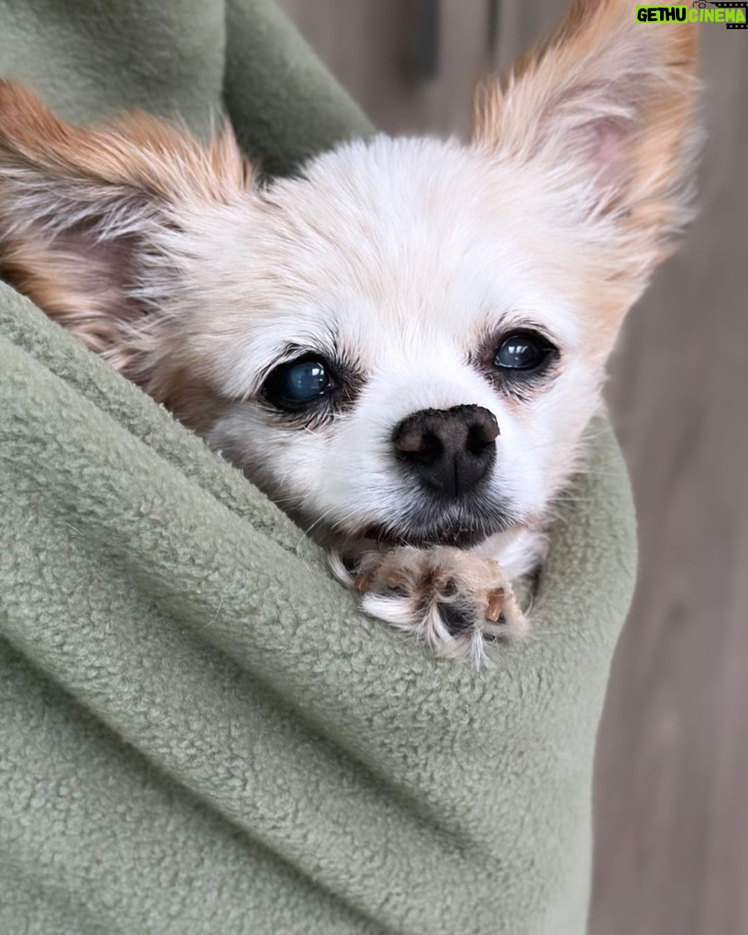 Bianca Del Rio Instagram - Sammy says….. GOOD MORNING ! ☀️ Palm Springs, California