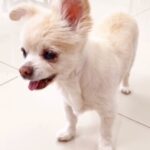 Bianca Del Rio Instagram - The past few weeks have been challenging, and sadly we had to say goodbye to my baby girl ,Delilah. 💔 I cannot express how grateful and lucky I have been to have had this wonderful spirit in my life for the past 17 years . Dede was so full of energy, joy, and mischief. 🐶 Thank you, Dede for teaching me unconditional love and being the best baby sister to Sammy. ❤️ I will always remember our walks around the pool, the endless kisses and your spectacular singing performances to Gwen Stefani.❤️ Sammy and I will miss you tremendously ❤️‍🩹 Fly high, my baby girl…… fly high ❤️❤️❤️❤️❤️❤️❤️ Palm Springs, California