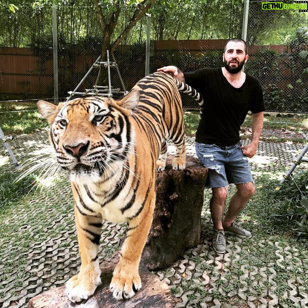 Bilal Hancı Instagram - Heyt be saldır olum karadeniz kaplanı ❤️💙 Tiger Kingdom Phuket