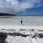Bill Gates Instagram - I recently had the opportunity to visit the protected beaches in the gulf of California in northwestern Mexico. It was once famously dubbed the "Aquarium of the World" since its unique ecosystem is home to a huge amount of diverse terrestrial and marine life. There are around 900 species of fish there! This area is truly extraordinary and a global gem for biodiversity conservation. I’m thankful it’s protected.