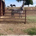 Bill Goldberg Instagram - Where do I begin explaining this……😬 I’ll start by stating the obvious… @bendpak #coolboss fans are versatile enough to go from #garage to #barn in an instant! What a savior for the animals in the hot #texas weather!! 👏👏🙏🙏 #alpaca #zebra #ranch #wtf