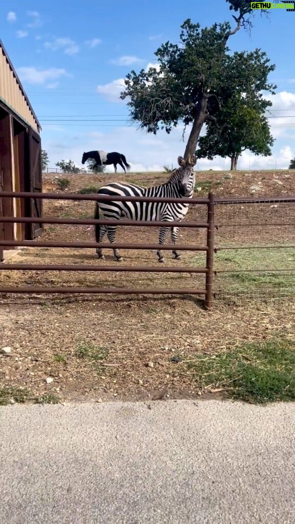 Bill Goldberg Instagram - Where do I begin explaining this……😬 I’ll start by stating the obvious… @bendpak #coolboss fans are versatile enough to go from #garage to #barn in an instant! What a savior for the animals in the hot #texas weather!! 👏👏🙏🙏 #alpaca #zebra #ranch #wtf