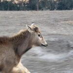 Bill Goldberg Instagram – Tried……and tried….. but I couldn’t shake our new DOG! 😶😂 #wildanimals  #spear #jackhammer #whosnext #animals #endangeredspecies #deer #peredavidsdeer