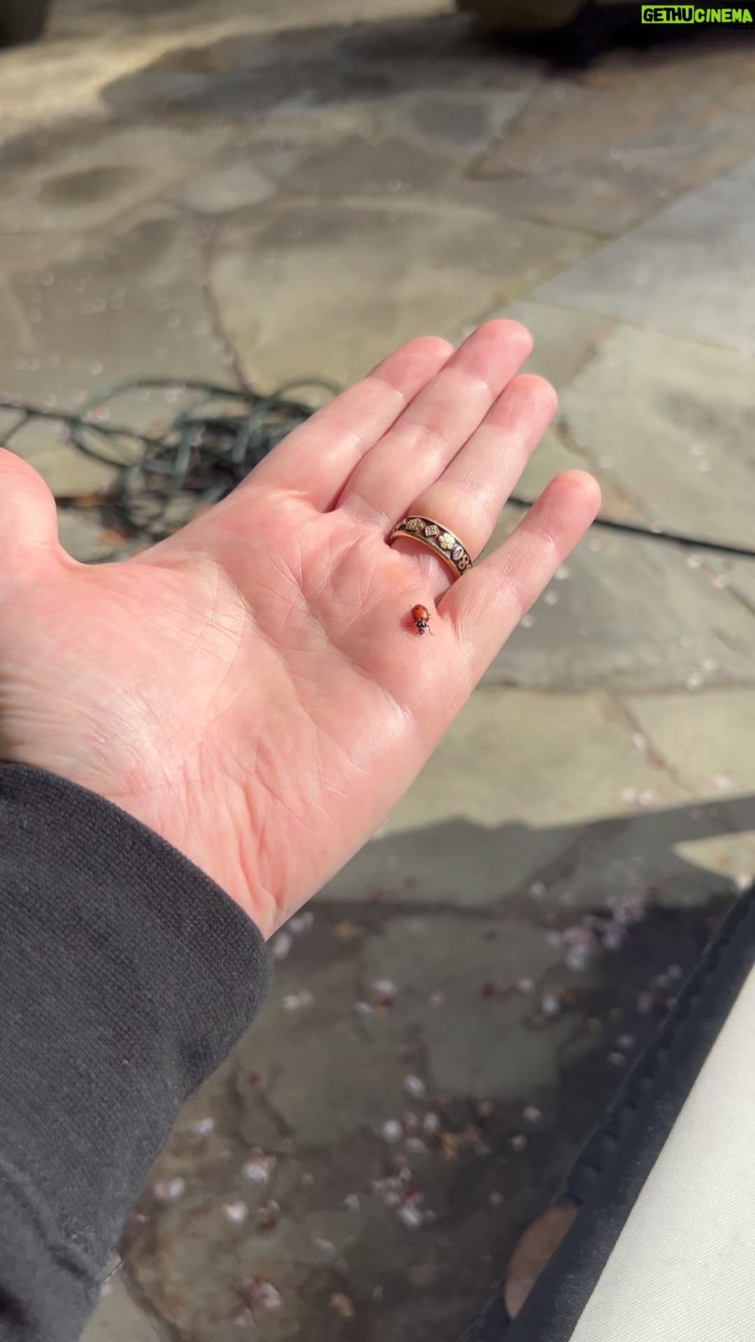 Billie Joe Armstrong Instagram - Hello lady bug 🐞❤️
