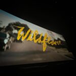 Billie Lourd Instagram – 🌻🍿🌻I got to see #WildflowerMovie on #zebigscreen for the first time last night and could not be more proud to have gotten to be involved in this incredible, heartwarming, funny af, brilliant film. Sorry 4 this blurry selfie I was 2 damn excited to take #properphotos. GO SEE WILDFLOWER IN THEATERS OR STREAM IT ON MARCH 21 OR DO BOTH IF UR A REAL BADDIE!!!!! I love my @morningmoonproductions fam more than any interweb post could ever express!!!