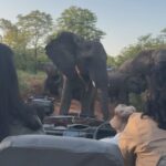 Bindu Madhavi Instagram - The roar of a lion, the call of the wild, an adventure am struggling to write how I felt in the moment. Walking on the wild side of life❤️ #southafrica #safari #angryelephant Kruger National Park