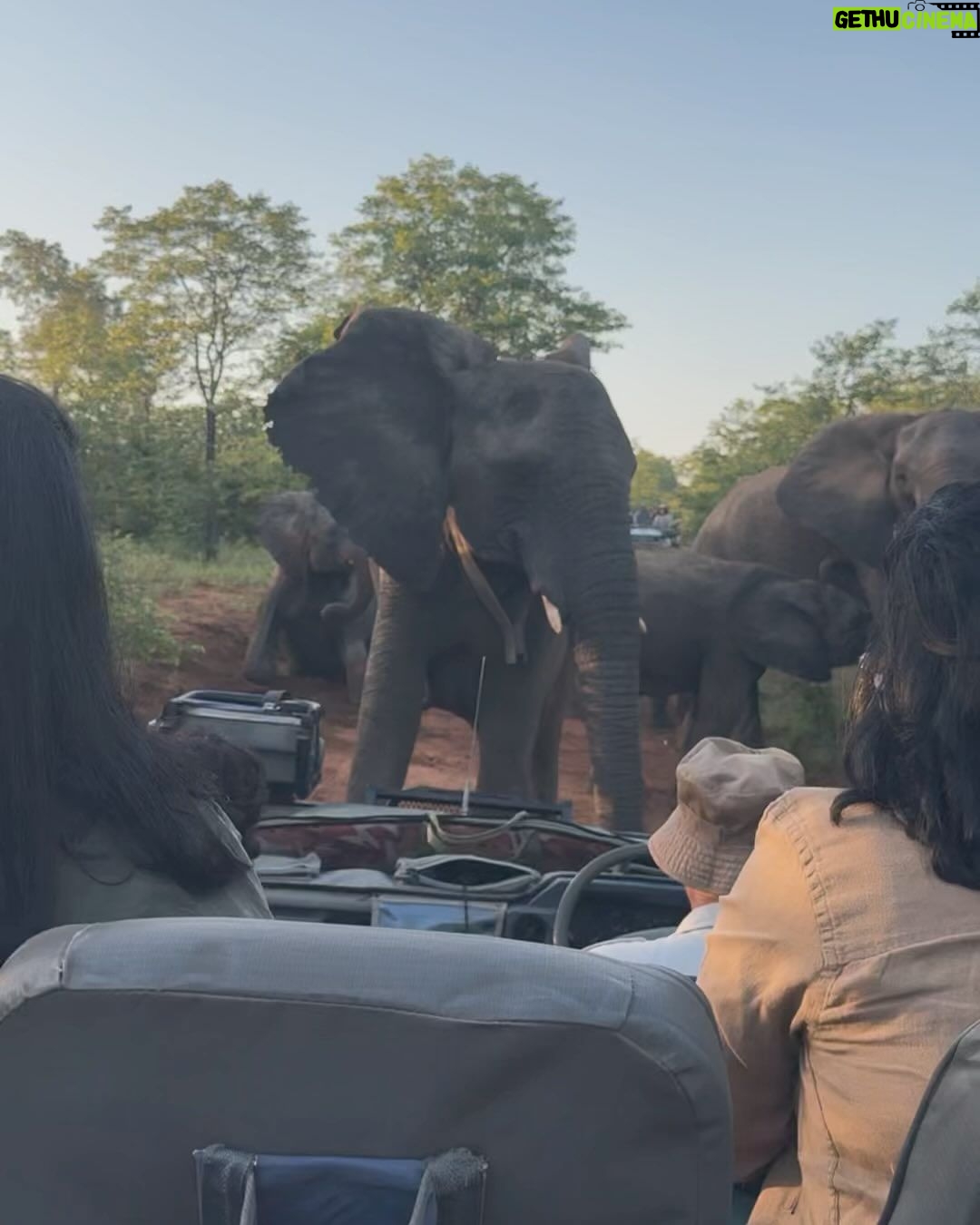 Bindu Madhavi Instagram - The roar of a lion, the call of the wild, an adventure am struggling to write how I felt in the moment. Walking on the wild side of life❤️ #southafrica #safari #angryelephant Kruger National Park