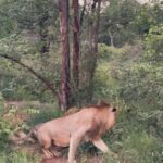 Bindu Madhavi Instagram - The roar of a lion, the call of the wild, an adventure am struggling to write how I felt in the moment. Walking on the wild side of life❤️ #southafrica #safari #angryelephant Kruger National Park