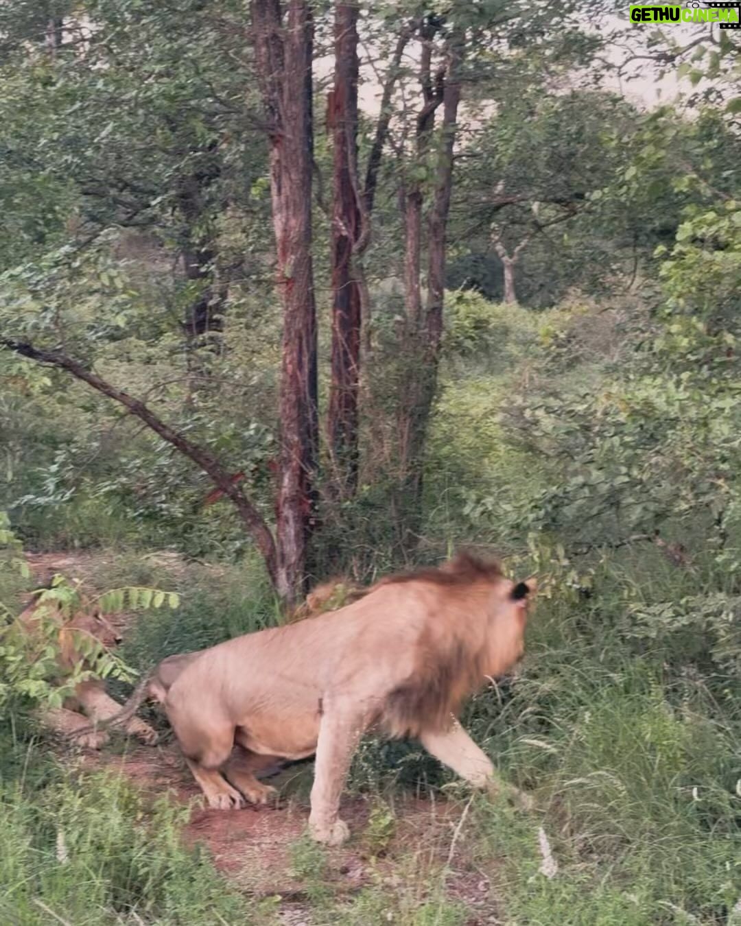 Bindu Madhavi Instagram - The roar of a lion, the call of the wild, an adventure am struggling to write how I felt in the moment. Walking on the wild side of life❤️ #southafrica #safari #angryelephant Kruger National Park