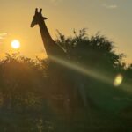 Bindu Madhavi Instagram - The roar of a lion, the call of the wild, an adventure am struggling to write how I felt in the moment. Walking on the wild side of life❤️ #southafrica #safari #angryelephant Kruger National Park