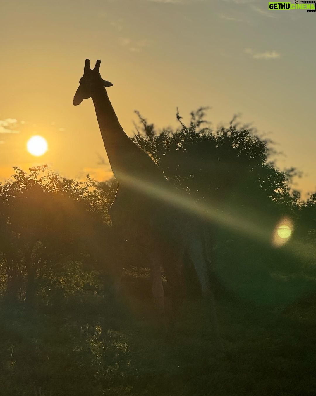 Bindu Madhavi Instagram - The roar of a lion, the call of the wild, an adventure am struggling to write how I felt in the moment. Walking on the wild side of life❤️ #southafrica #safari #angryelephant Kruger National Park