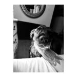 Birce Akalay Instagram - ________ She started the new one with excessive dog love, good friends, great food specially desert and plenty of sleep.