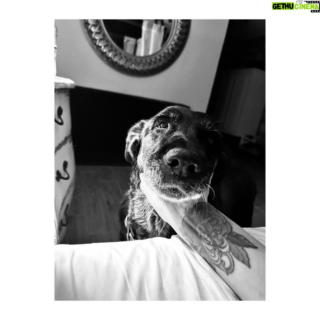 Birce Akalay Instagram - ________ She started the new one with excessive dog love, good friends, great food specially desert and plenty of sleep.