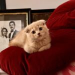 Birce Akalay Instagram - ______ Konuşalım arkadaşlar, Mangalda kül kalmasın. Atalım tutalım biraz, Ya yutarlar ya yutarsın. Sallayalım arkadaşlar, Ki duyanlar şaşakalsın. Yalandan kim ölmüş sanki, Mevlam seni çayıra salsın. 🪭 Bodrum, Mugla