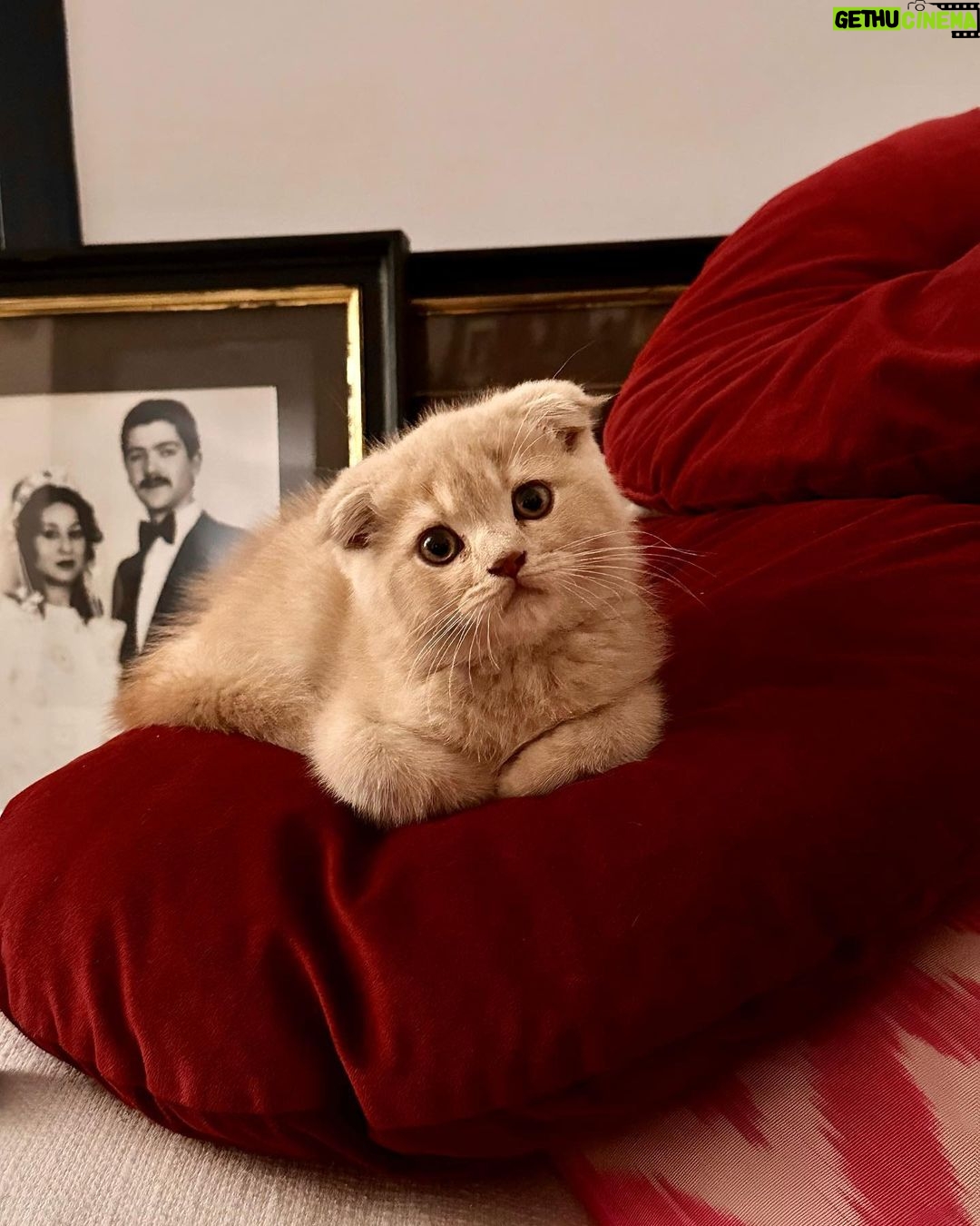 Birce Akalay Instagram - ______ Konuşalım arkadaşlar, Mangalda kül kalmasın. Atalım tutalım biraz, Ya yutarlar ya yutarsın. Sallayalım arkadaşlar, Ki duyanlar şaşakalsın. Yalandan kim ölmüş sanki, Mevlam seni çayıra salsın. 🪭 Bodrum, Mugla