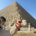 Blake Gray Instagram - They should put me on the back of the $1 Bill too Giza Cairo Egypt