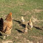 Bob Saget Instagram - I literally saw these guys today but only for a couple seconds, so I put them on a loop. I don’t know why they ran away from me. Maybe they’ve seen my work. 🎤🐔🐥🐥🐥🐥🐥