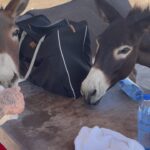 Brandon Calvillo Instagram - A couple of donkeys invaded our campsite lol