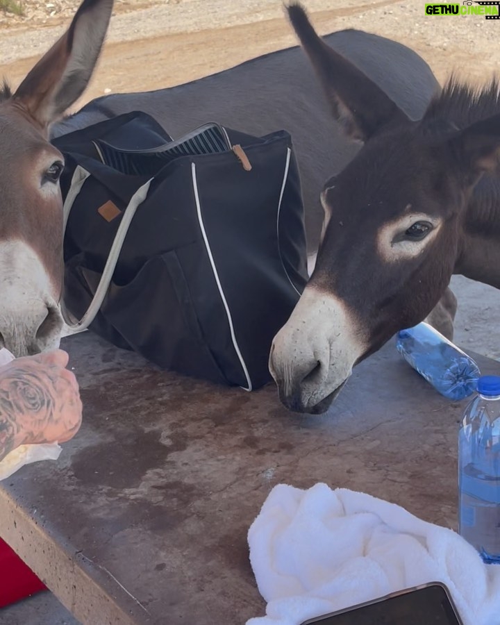 Brandon Calvillo Instagram - A couple of donkeys invaded our campsite lol