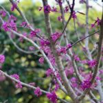 Brené Brown Instagram - I like spring. She always finds a way.