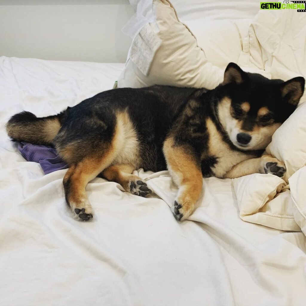 Brenda Song Instagram - My (forever puppy) Panda, helping me change the sheets today. Haha. Happy #nationalpuppyday ❤️