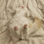 Brenda Song Instagram – Mood today. #lazysantasunday