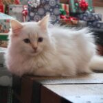 Brenda Song Instagram – Introducing the newest member of our family… Santa Claws!!! #bestchristmaspresentever