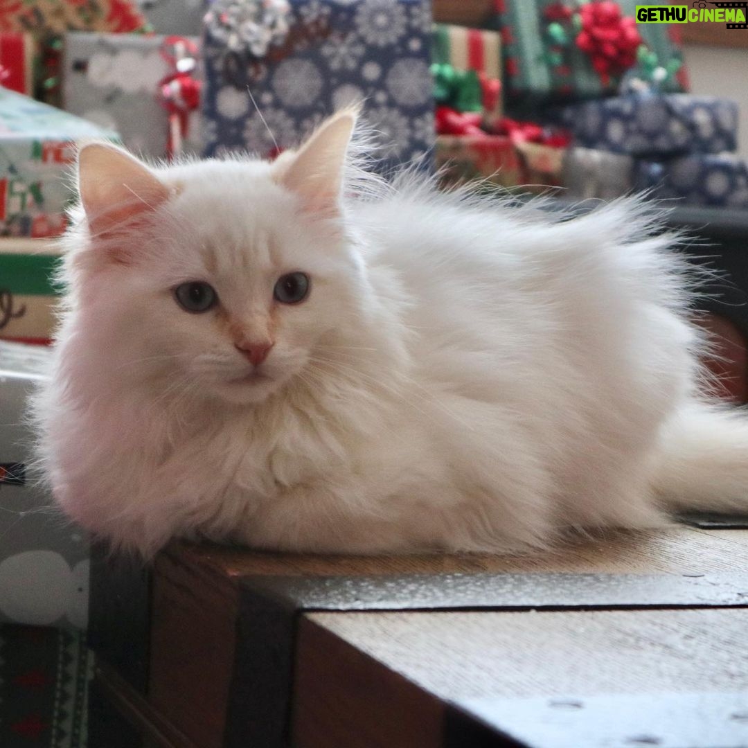 Brenda Song Instagram - Introducing the newest member of our family... Santa Claws!!! #bestchristmaspresentever