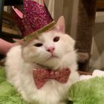 Brenda Song Instagram - Happiest 1st birthday Apple Jack!! He’s so mad in that picture, buuuut he got kitty friendly cake (don’t worry his siblings got cake too).