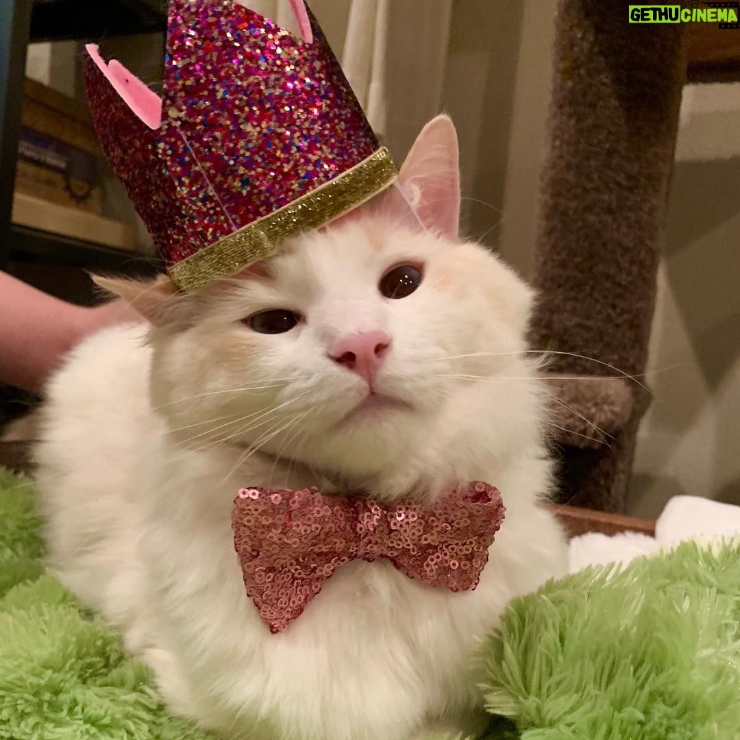 Brenda Song Instagram - Happiest 1st birthday Apple Jack!! He’s so mad in that picture, buuuut he got kitty friendly cake (don’t worry his siblings got cake too).
