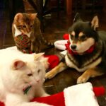Brenda Song Instagram - Merry Christmas!