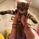 Brenda Song Instagram - Oops! We did it again! Welcome to the family, Dude. What’s happening to me?? I never owned a cat before, now I have two!