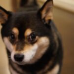 Brenda Song Instagram - Happiest 9th birthday my Princess Pandy! I love you so much my sweet girl! Thanks for putting up with me. I’m so lucky to be your mama.