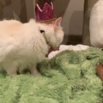Brenda Song Instagram - Happiest 1st birthday Apple Jack!! He’s so mad in that picture, buuuut he got kitty friendly cake (don’t worry his siblings got cake too).